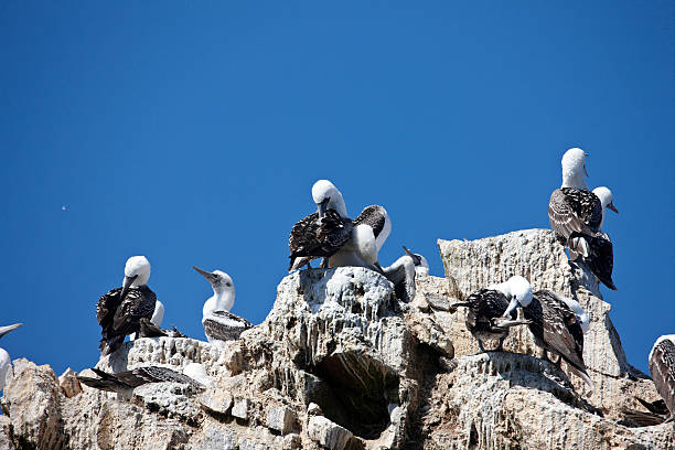 istock Peruvian gannets on rocks of the Ballestas Islands 474078800