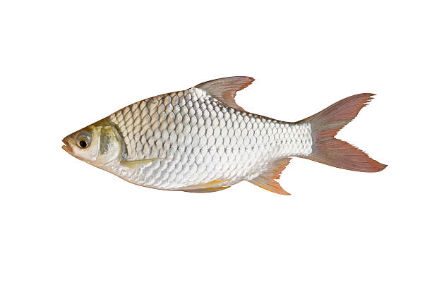 The silver barb or Java barb. The silver barb or Java barb it is one of the five most important aquacultured freshwater species in Thailand tinfoil barb barbonymus schwanenfeldii stock pictures, royalty-free photos & images