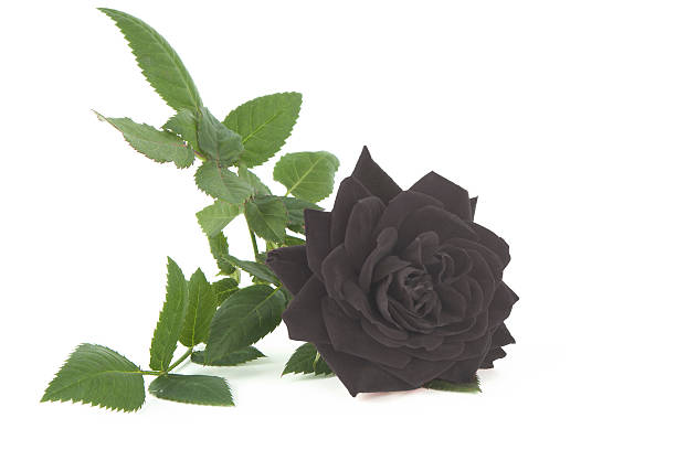 istock Black Rose of Turkey 474079135
