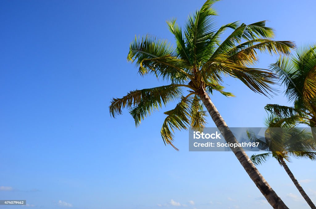 coconut plam tree on sky background coconut plam on nice and clear sky background Tree Stock Photo