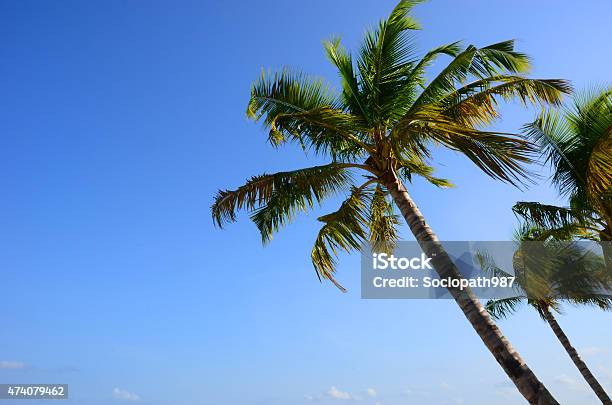 Coconut Plam Tree On Sky Background Stock Photo - Download Image Now - Tree, Sky, 2015
