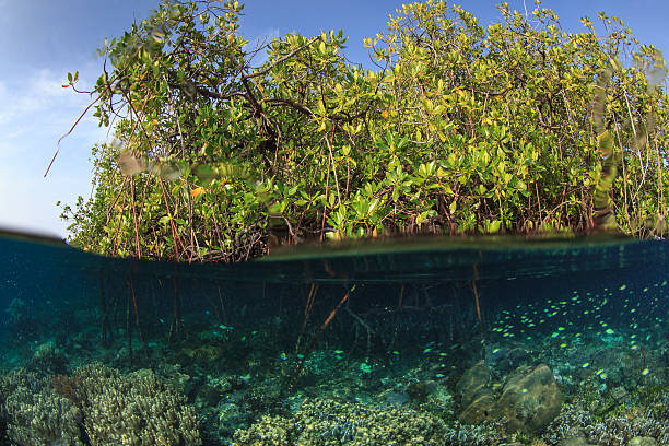 istock Mangrove and the reef,Raja ampat,Indonesia 474080266