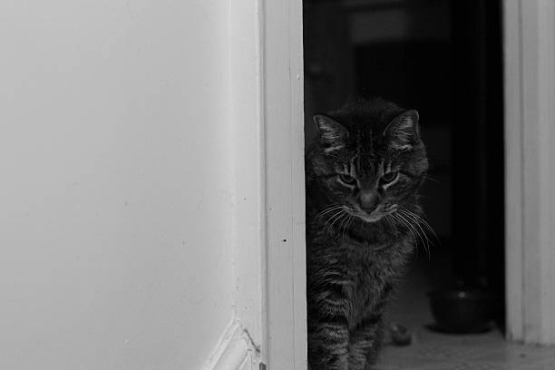 istock Tabby Cat In The Doorway 474082776