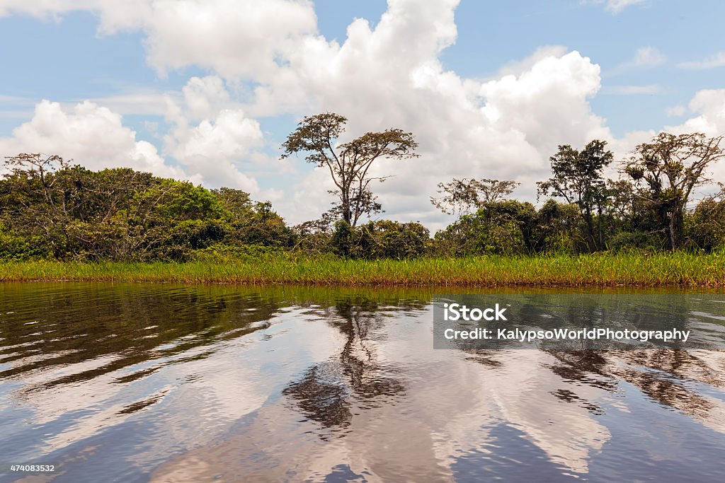 Landscape Of Amazon Jungle Glimpse into Cuyabeno Wildlife Reserve, Sucumbios Province, sunny day in the amazonian jungle 2015 Stock Photo