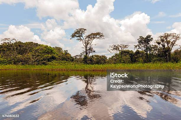 Landscape Of Amazon Jungle Stock Photo - Download Image Now - 2015, Amazon Region, Amazon River