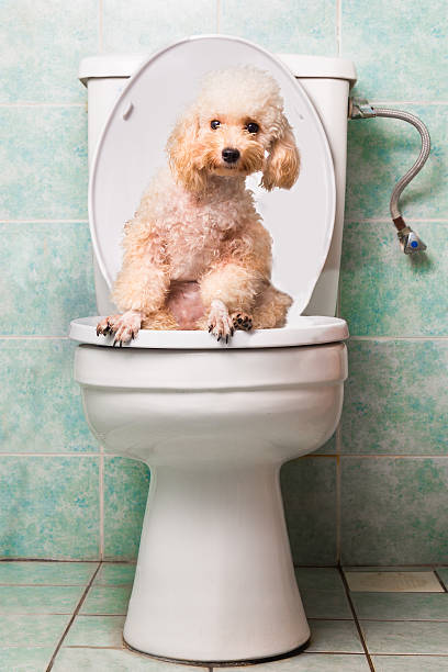 istock Smart biege poodle dog pooping into toilet bowl 474084404