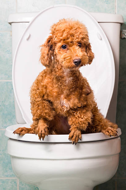 istock Smart brown poodle dog pooping into toilet bowl 474084424
