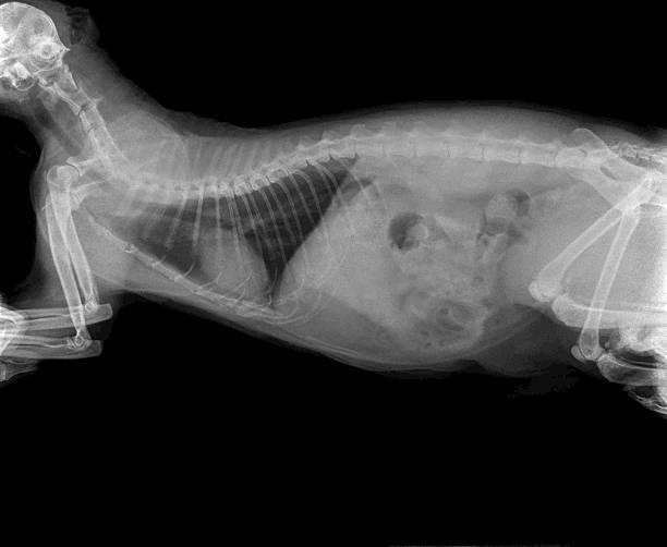 x-ray de um gato - espinha dorsal de animal - fotografias e filmes do acervo