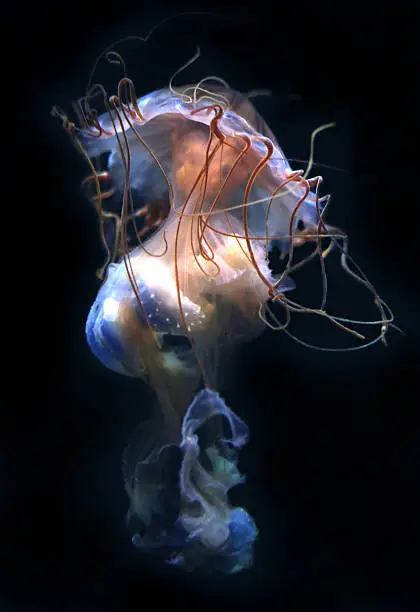 "The northern sea nettle (Chrysaora melanaster), also called a brown jellyfish, is a species of jellyfish native to the northern Pacific Ocean and adjacent parts of the Arctic Ocean. (It is sometimes referred to as a Pacific sea nettle, but this name is also used for Chrysaora fuscescens; the name Japanese sea nettle was used for this species, but that name now exclusively means Chrysaora pacifica.