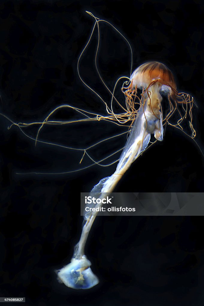 Nettle Kompassqualle Mar del Norte-lat. Chrysaora melanaster - Foto de stock de Boris Becker libre de derechos