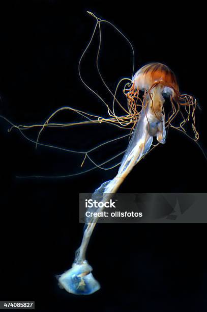 노던 바다빛 Nettlekompassqualle 라츠 Chrysaora Melanaster 보리스 베커에 대한 스톡 사진 및 기타 이미지