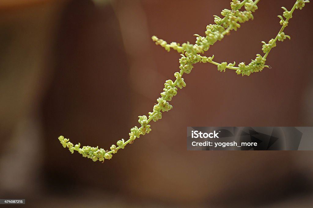 Graines d'épinards, Spinacia oleracea - Photo de Agriculture libre de droits