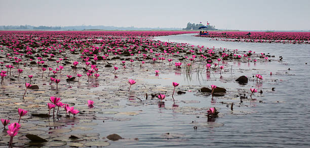 istock pink lotus and leaf in swamp with a boat 474087739