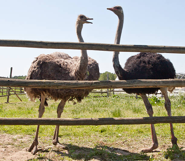 istock Couple of ostrichs 474088193