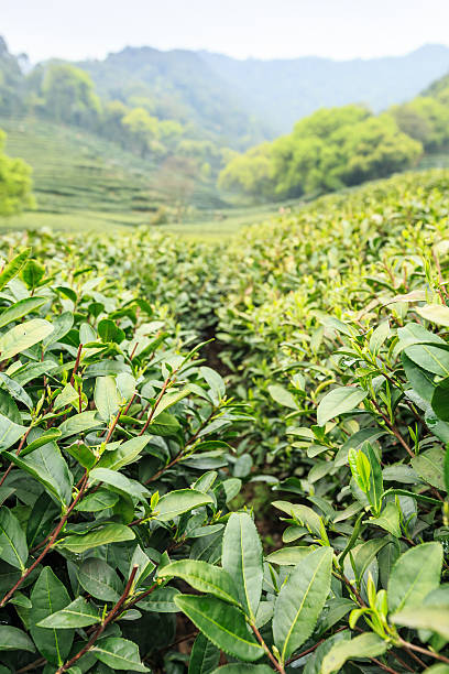 istock Green tea plantations in the mountains 474088350