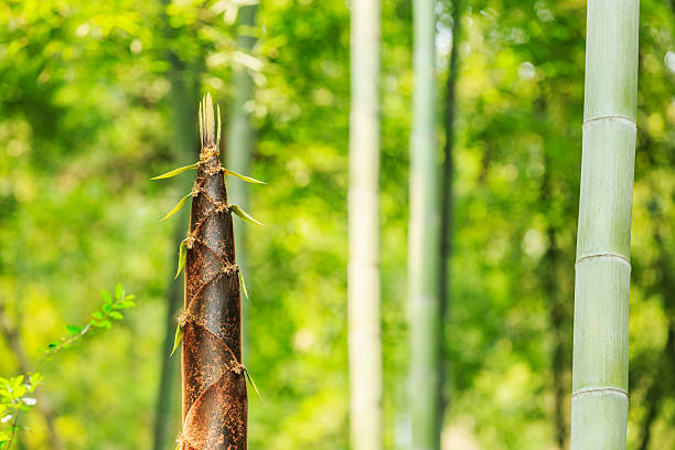 Background of bamboo trees in forest.