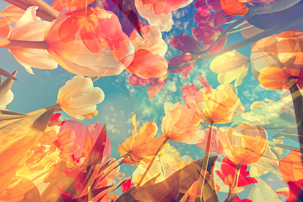 Abstract pastel colored background with flowers, tulips and soft hues