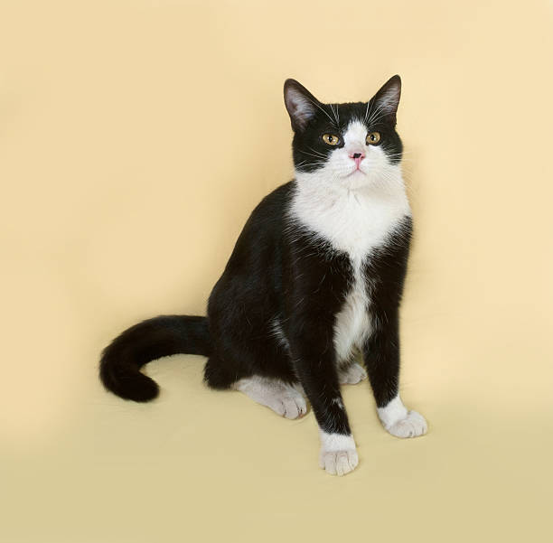 istock Black and white cat sitting on yellow 474092204