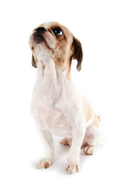 istock Shih Tzu Puppy 474092236
