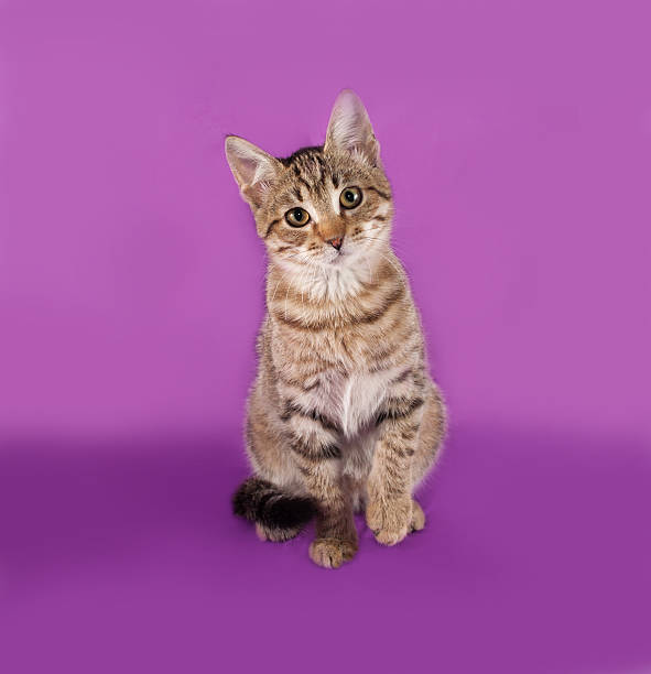 istock Striped kitten sitting on lilac 474092328