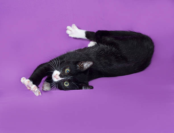 istock Black and white kitten playing on lilac 474092350
