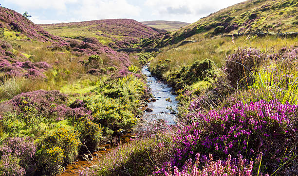 Cтоковое фото Фиолетовый пестрый Moorlands с Stream