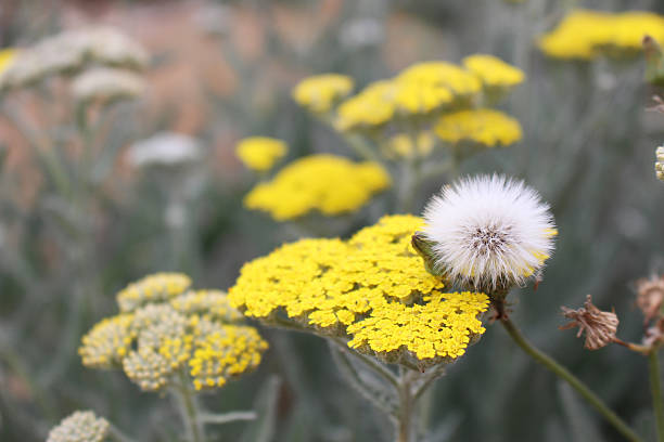 Achillea filipendulina with a dandelion Achillea filipendulina with a dandelion fernleaf yarrow in garden stock pictures, royalty-free photos & images