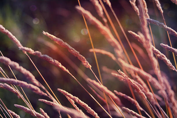 istock Sun glow on Wild red graminaceous- bokeh background 474094173