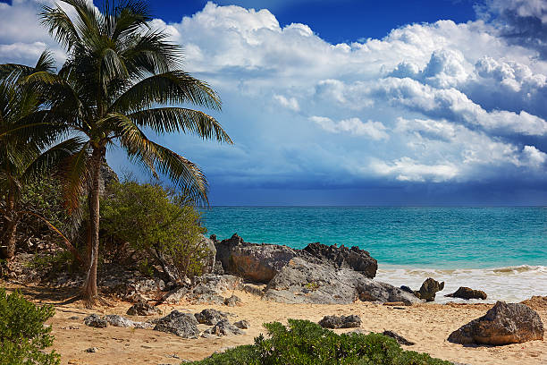 tulum beachfront pohlednice - mexiko - kokosovník ořechoplodý kokosová palma fotky - stock snímky, obrázky a fotky