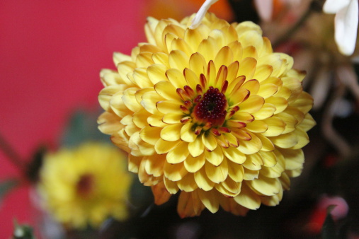 Close-up of a beautiful yellow chrysanthemum