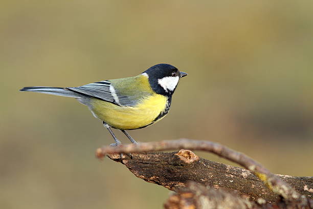 istock beautiful tiny bird in the garden 474095219