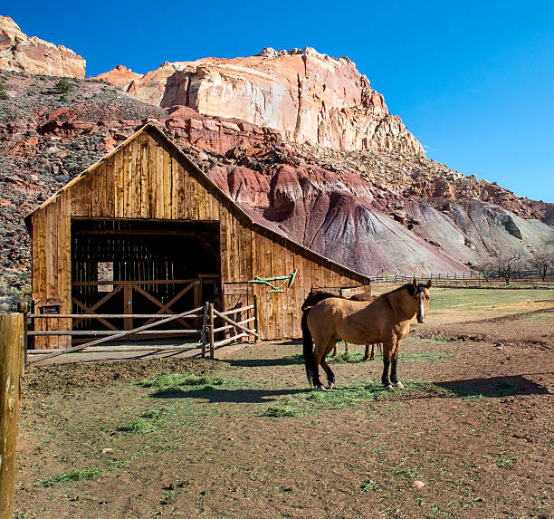 Horse on Farm in Capitol Reef National Park stock photo