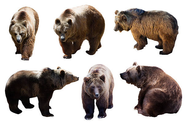 istock Set of  brown bears over white 474095788