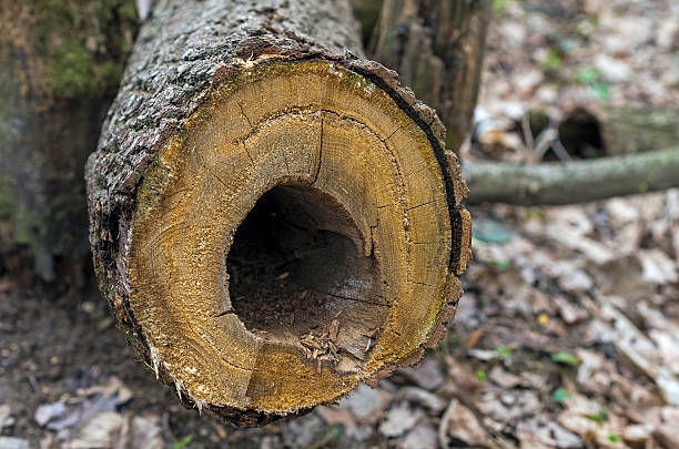 Cross section of a dried tree with a hole on the place of the rotting heartwood.