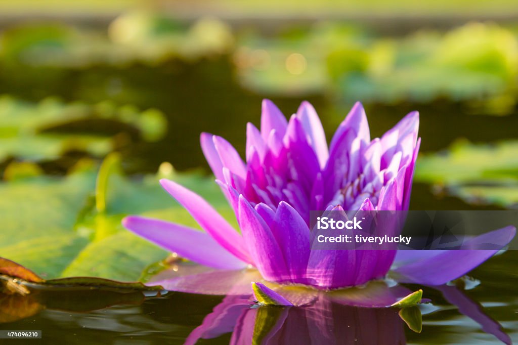 Purple lotus flower Purple lotus flower in the river 2015 Stock Photo