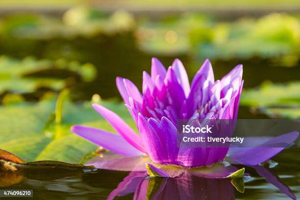 Purple Lotus Flower Stock Photo - Download Image Now - 2015, Beauty In Nature, Botany