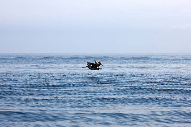 istock Pelican flying low over the waves 474096312
