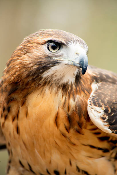 istock Close up image of a Red Tailed Hawk in rehab. 474097288