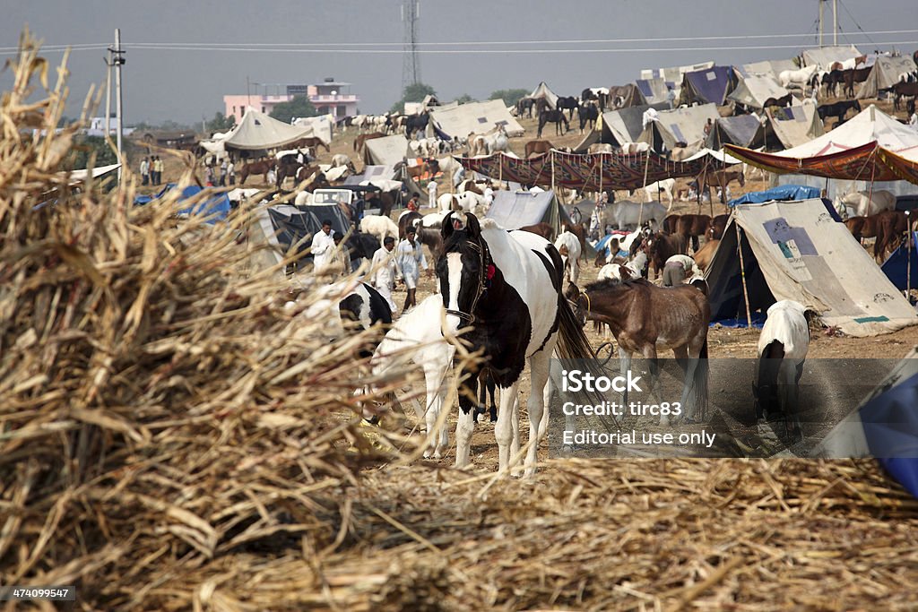 Cavalli e cammello di Pushkar herder inoltrano - Foto stock royalty-free di Cavallo - Equino