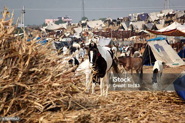 Cavalli E Cammello Di Pushkar Herder Inoltrano - Fotografie stock e altre immagini di Cavallo - Equino - Cavallo - Equino, India, Abbigliamento