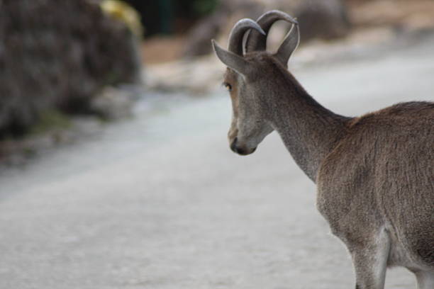 istock Nilgiri Tahr - Wild Goat - Ibex 474099826