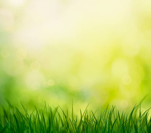istock Close up picture of the green spring grass 474099892