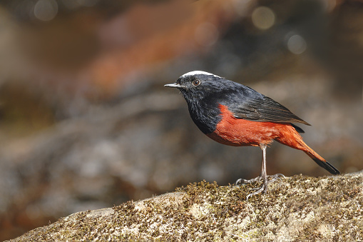 White-capped water-redstart or river chat, the black and red bird standing on the rock in the river