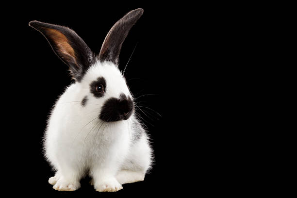 White rabbit stock photo