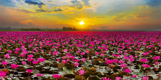 istock Sunset at Sea Red Lotus 474100526