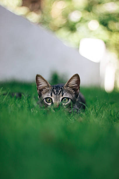 istock Cute kitten hiding on the lawn 474100784