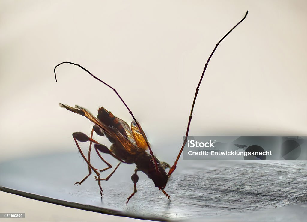 Pequeña longicorn insecto detalle increíble microscopio de primer plano - Foto de stock de 2015 libre de derechos