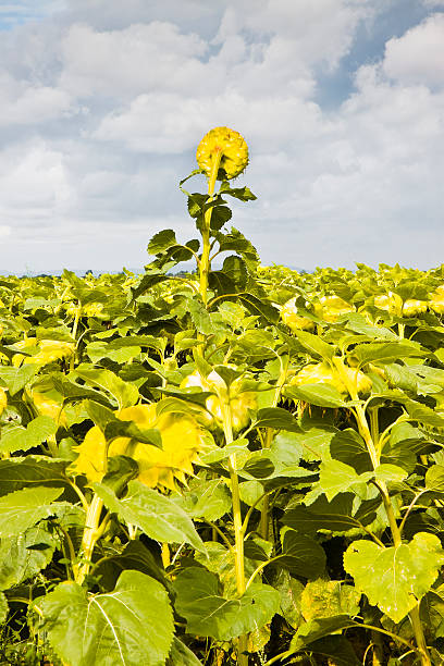 istock Ripe sunflower in a field ready to be harvest 474101112