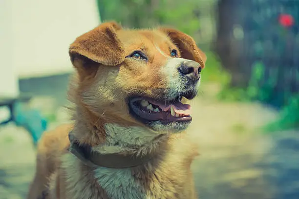 Portrait of the redhead dog with a collar.