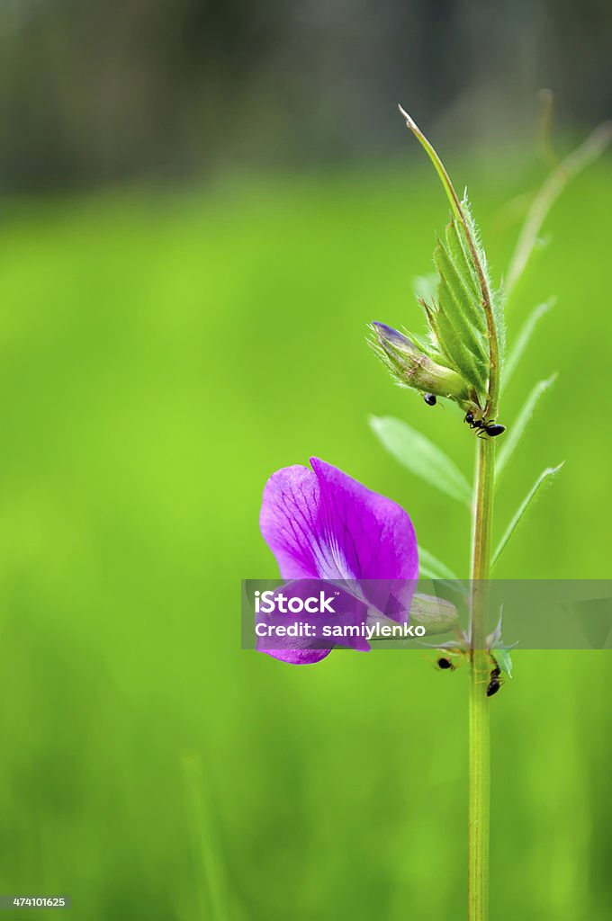 Ameisen in der Natur - Lizenzfrei Ameise Stock-Foto